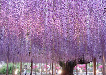Под пурпурным дождём мириад японских лиан