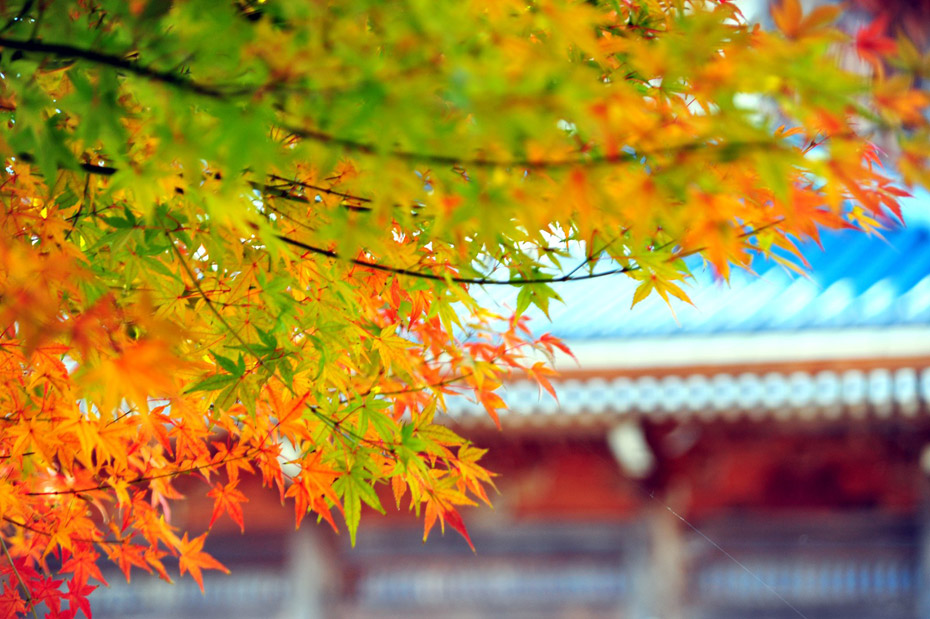 Японская осень. Любование клёнами