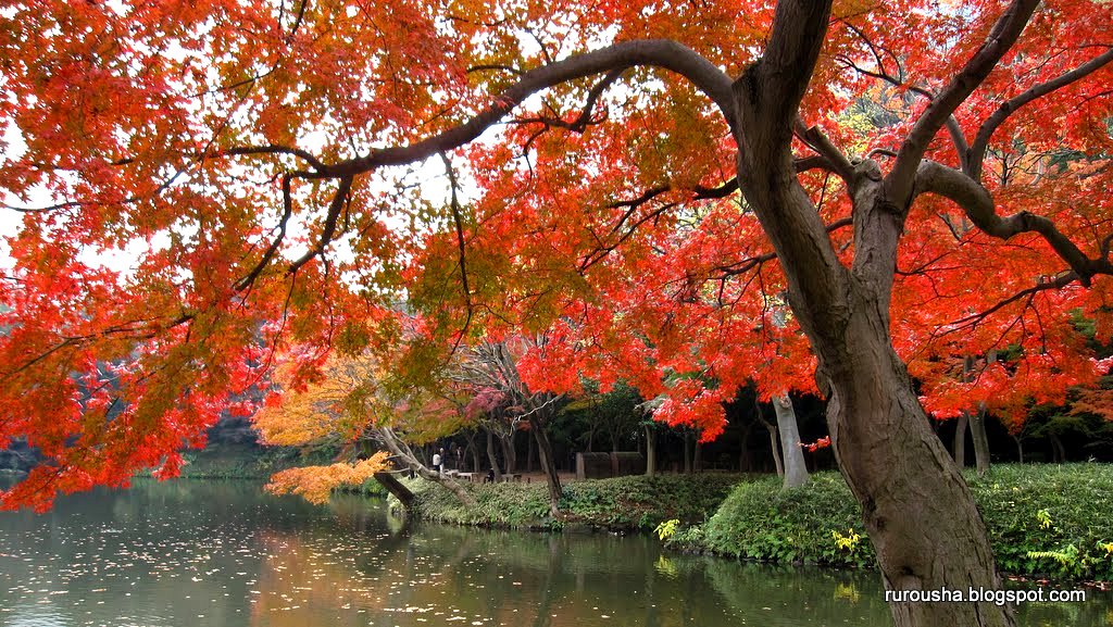 Японская осень. Клёны в Японии. Парк Коисикава Коракуэн