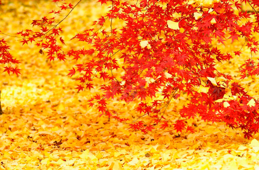 Японская осень. Клёны в Японии